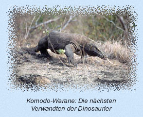 Komodo-Warane: Die nächsten Verwandten der Dinosaurier