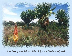 Farbenpracht im Mt. Elgon-Nationalpark